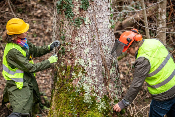 Trusted Phoenix, OR Tree Care Experts